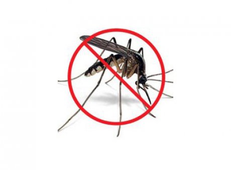 Diệt muỗi - Công Ty TNHH Trừ Mối Và Côn Trùng Minh Đăng Phát